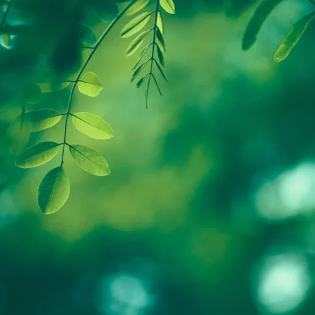 abstract leaves up close green colors